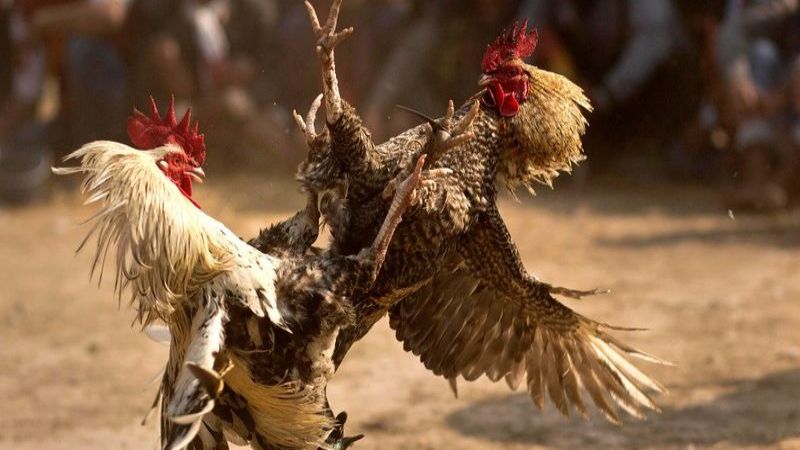 App xem đá gà miễn phí mang lại sự tiện lợi tối đa