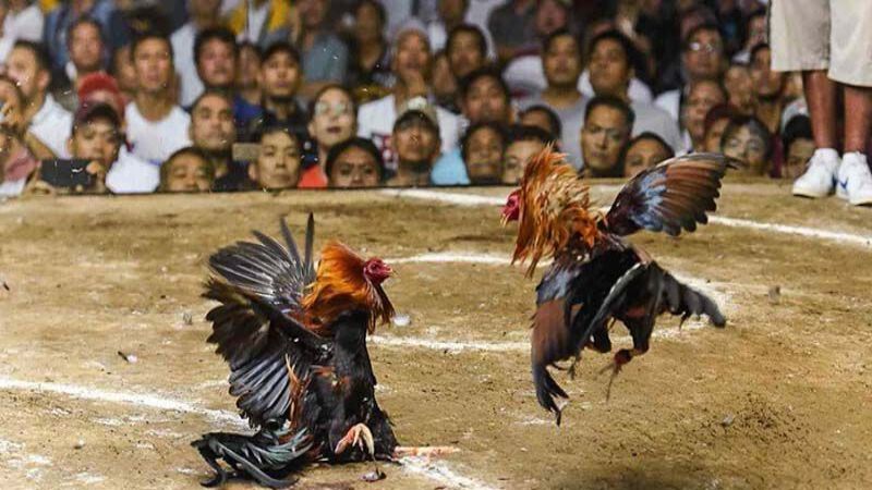 Dễ dàng tải xuống và sử dụng app xem đá gà miễn phí