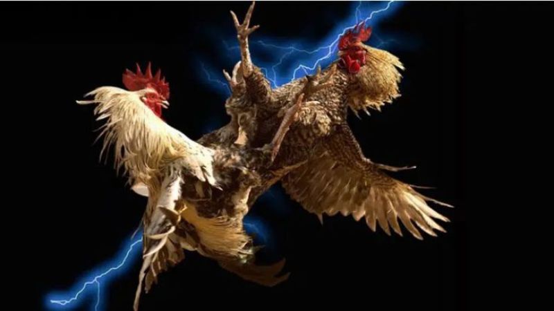 Hiểu đá gà online là gì và tham gia tại W388